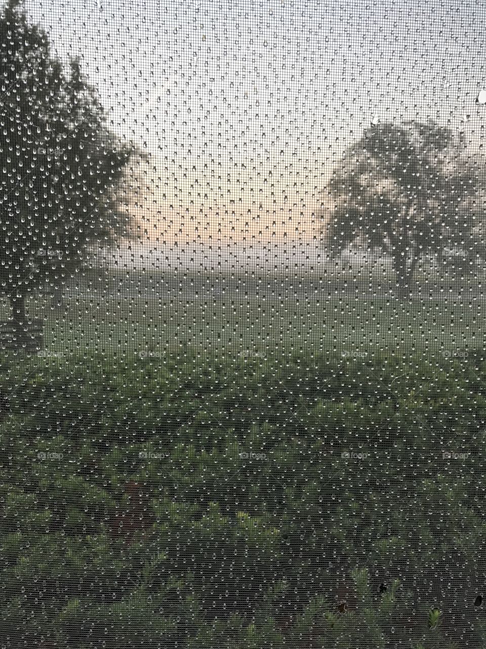 Foggy wet morning in Illinois 