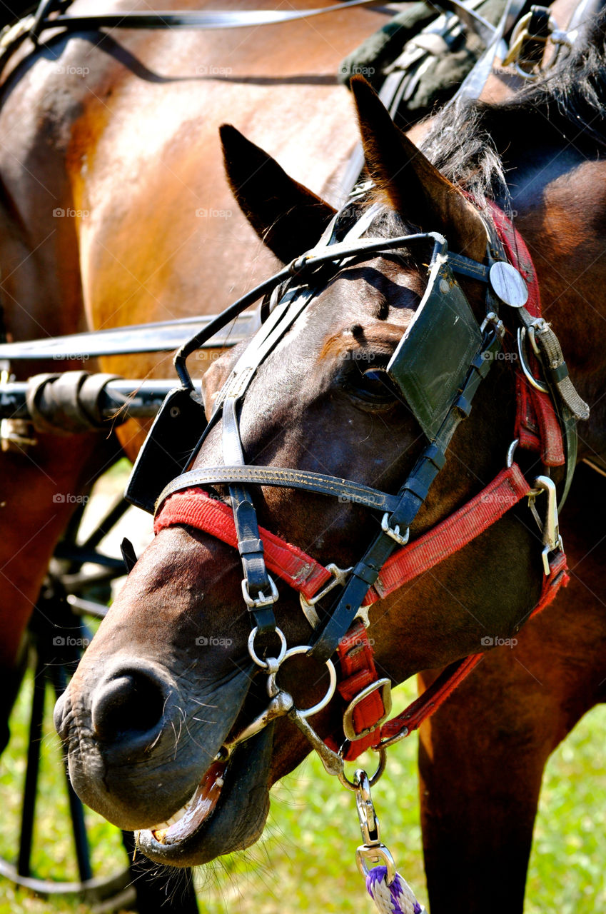 Cavalry, Horse, Farm, Competition, People