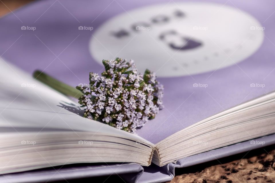 Tiny purple flowers laid on the Little Book of Prince, open on chapter four 