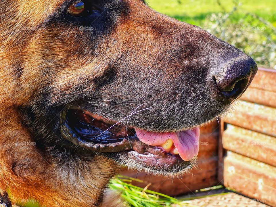 German shepherd dog head detail