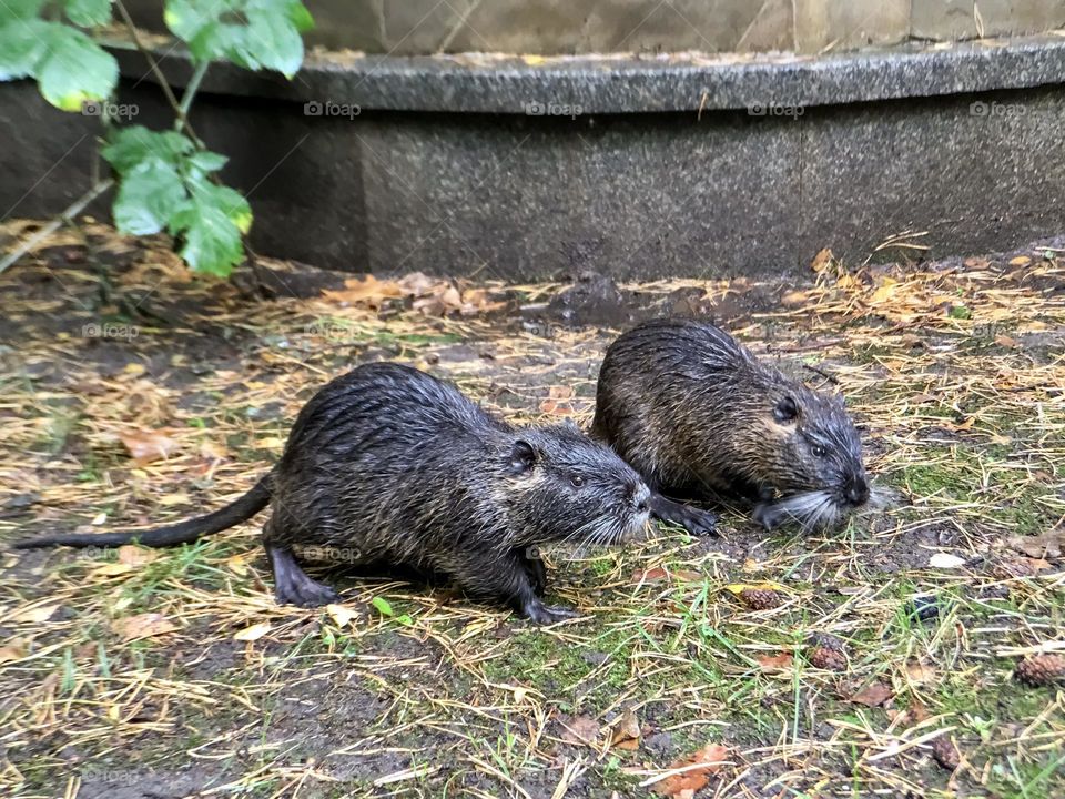 Otters in nature, wild animals, rodent