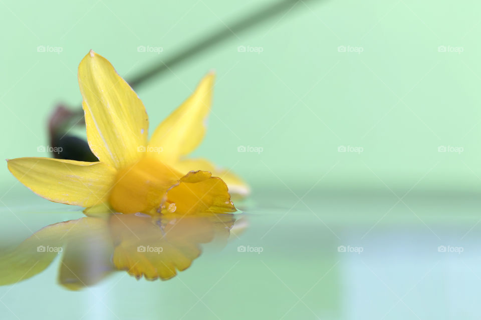 A portrait of a yellow daffodil lying in some water in front of a green background. it is a real calming and peaceful scene with the reflection of the daffodil on the water and the under water part visible.