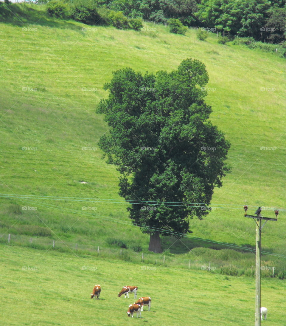 Cows on a field