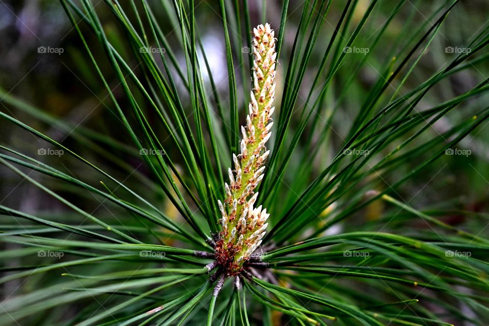 Springtime Pines