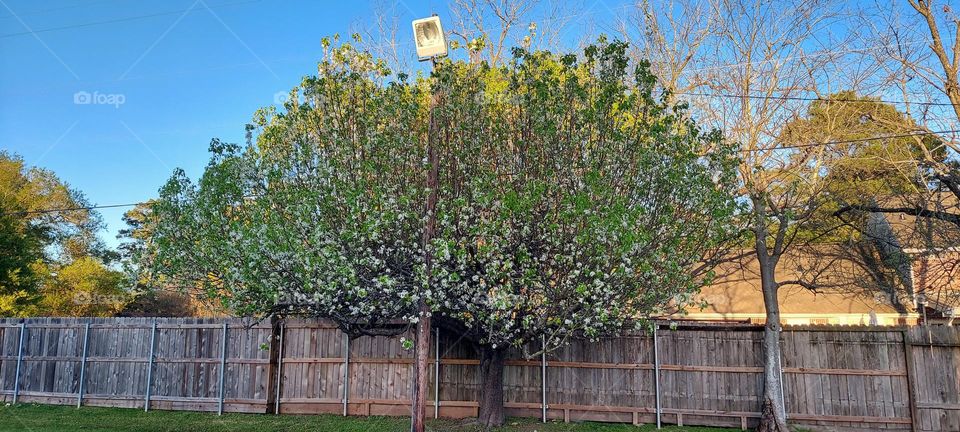 Spring Time ! Tree Time!