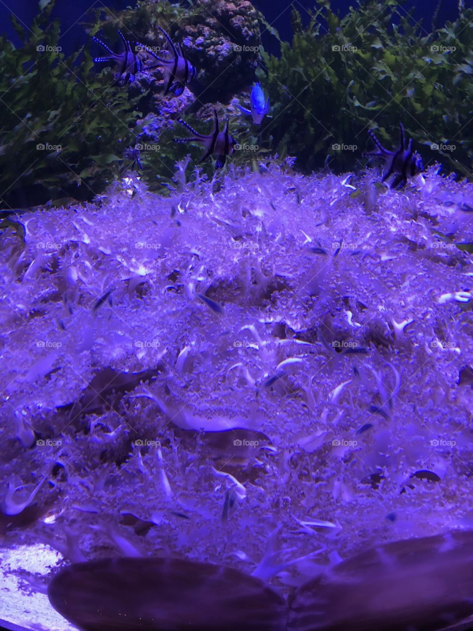 Ocean floor covered in jelly fish 