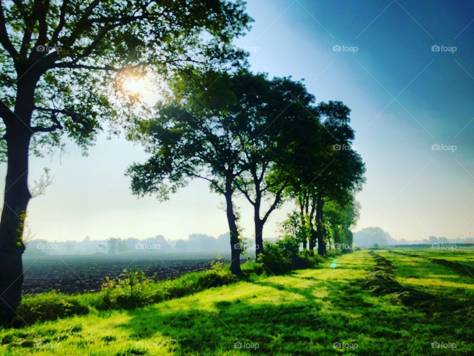 Spring sun shining over farmfields divided by a line of tall trees