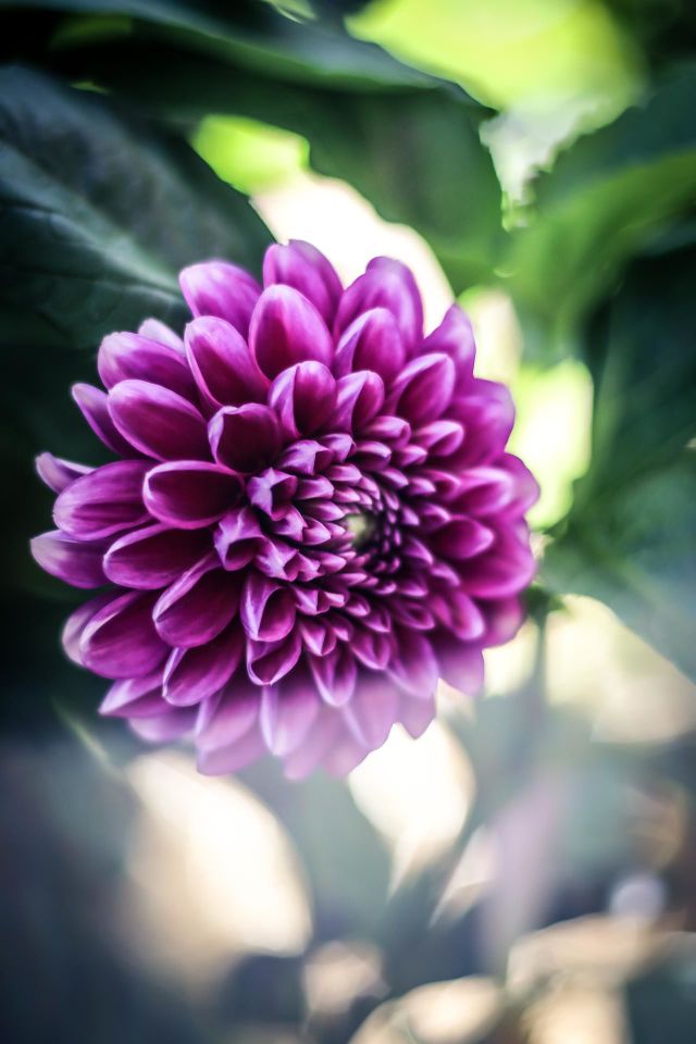 My dahlia