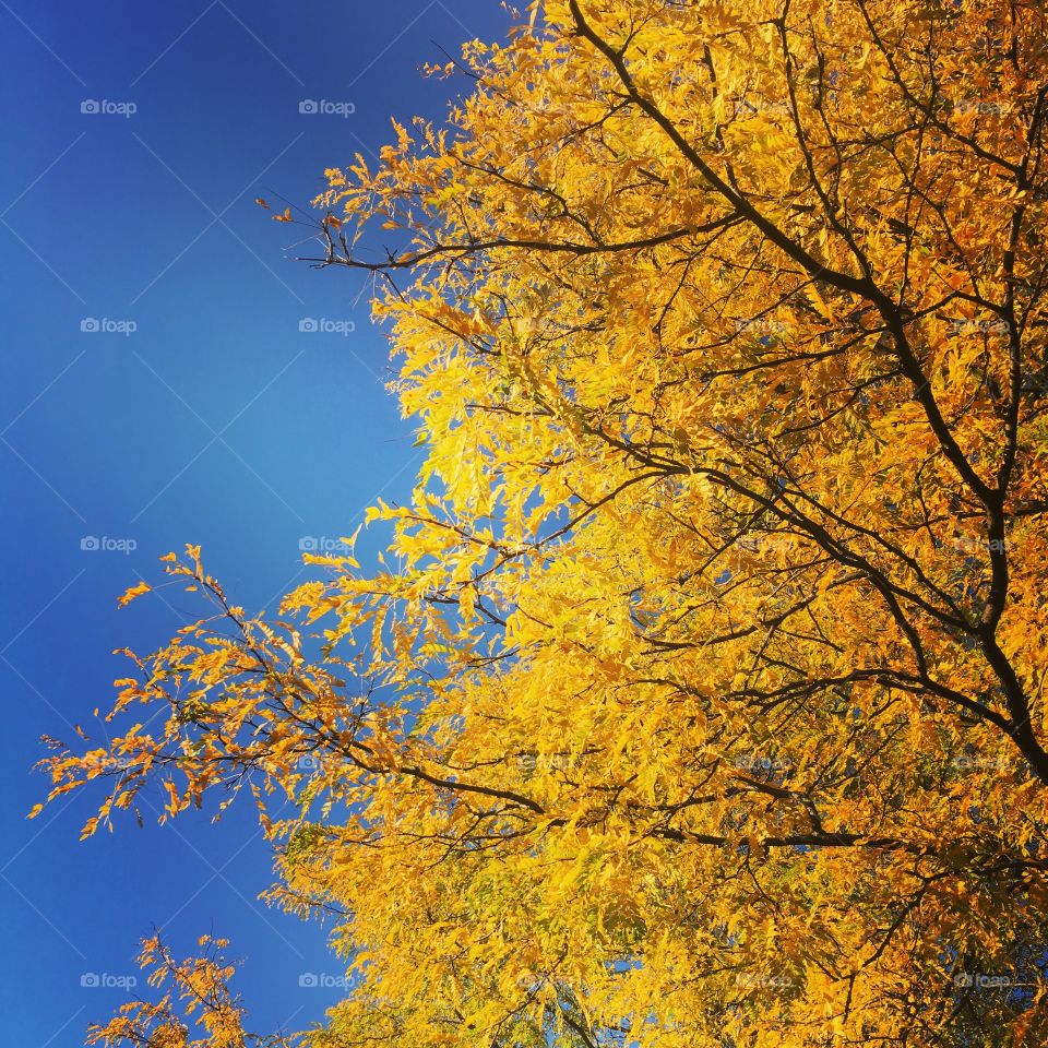 Yellow leaves on tree