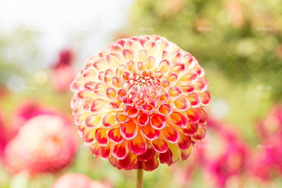 Closeup of a round yellow red blooming flower in the garden on a sunny summer day