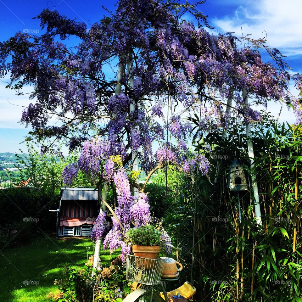 Flowers. Blue Sky