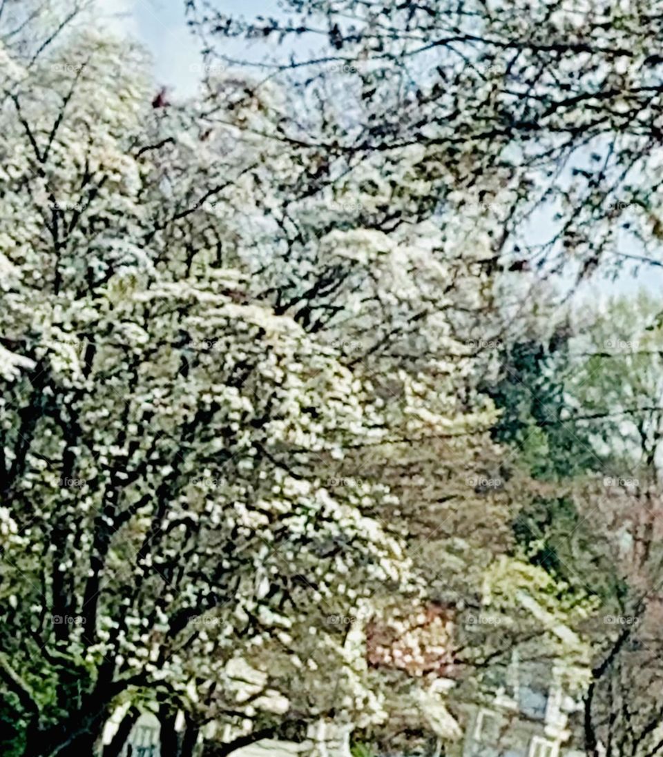 White blossoms 