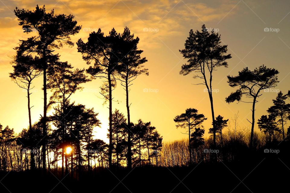 Magical forest in Marchiennes North of France