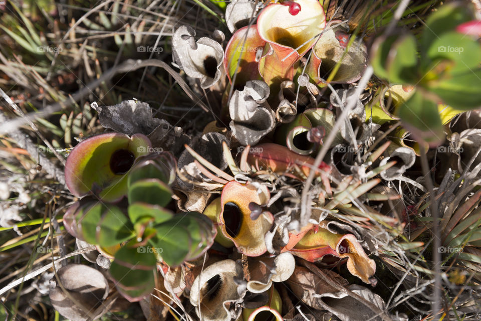 Carnivorous Pitcher Plant, Heliamphora Nutans.