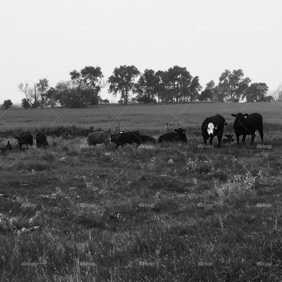 Black and white cow scene 