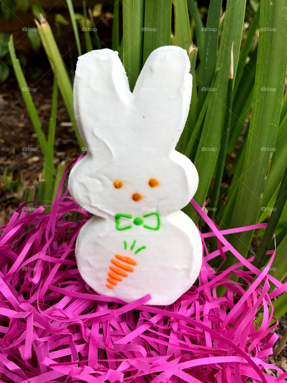 Happy Easter from Peter Rabbit, enjoy the fluffy peep!