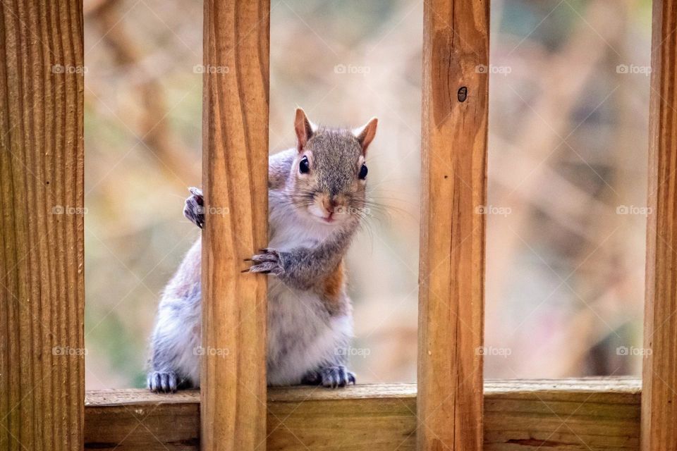 Peeking from behind the wooden pickets, the squirrel kindly request more birdseed. 