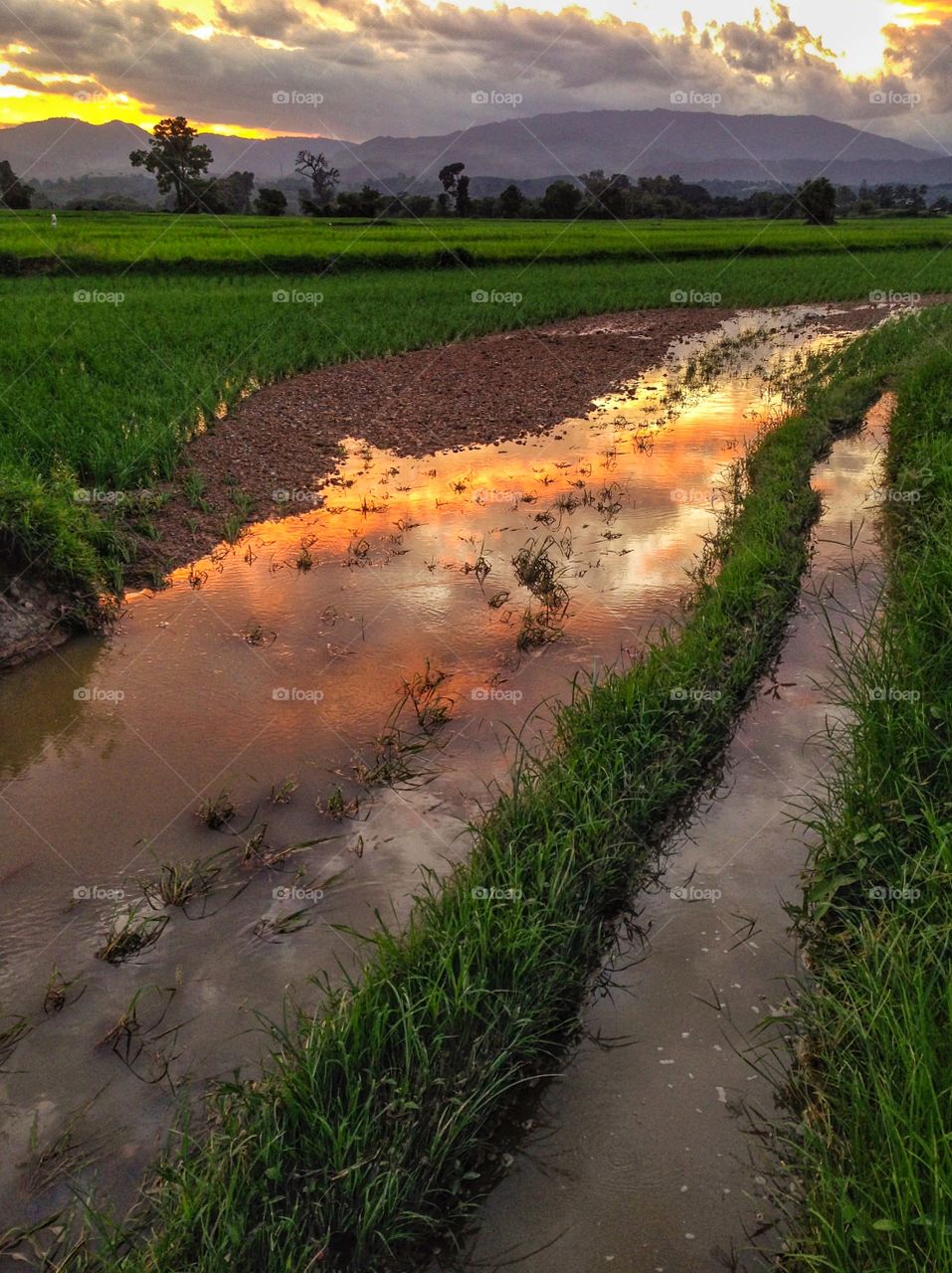 Sunset rice Thailand