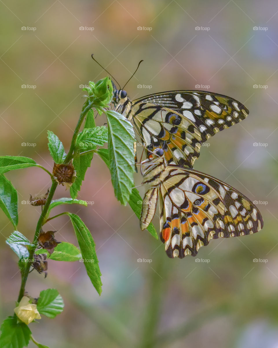 couples lime butterflies