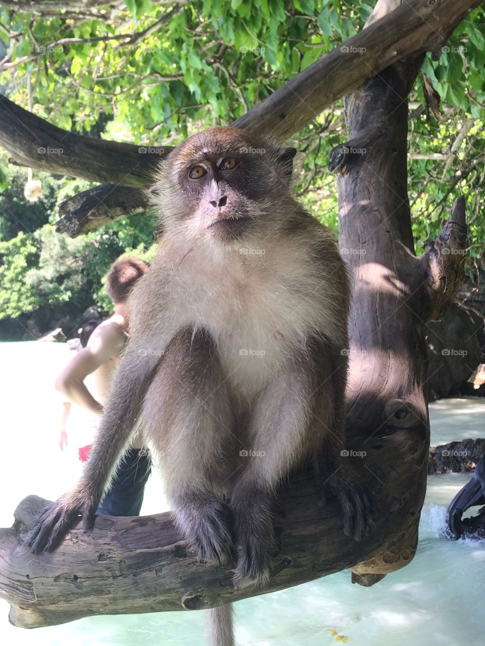 Monkey in Thailand 