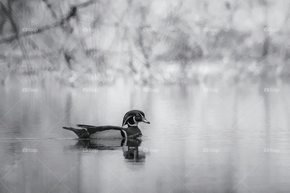 A male wood duck drifts peacefully across the pond.