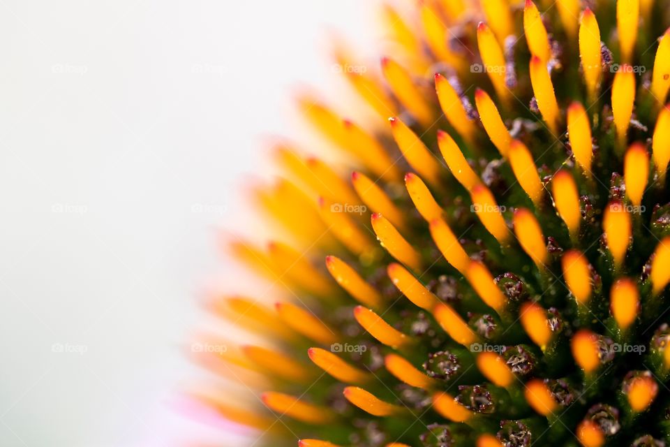 A macro portrait of the stencils and pollen in the yellow orange core of a purple echinacea purpurea coneflower. the flower is also called magnus superior.