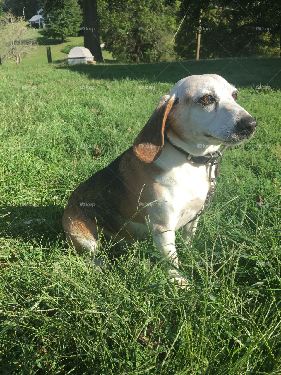 Beagle sitting pretty