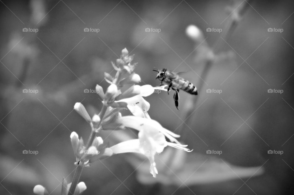 Black and white bee