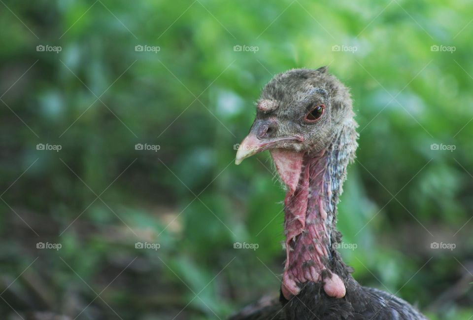 Portrait of a turkey