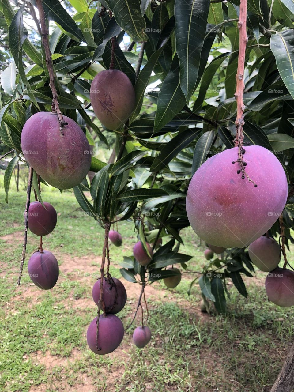 Mangas rosas. Brasil. Frutas tropicais.