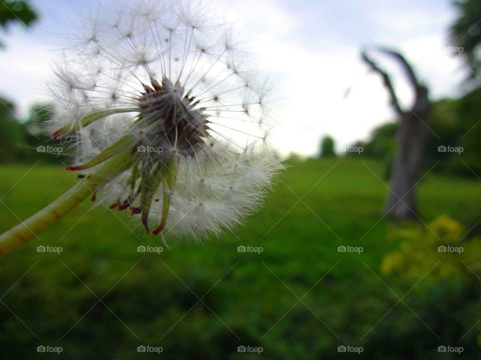 Close-up of dandelion plant blowing in wind