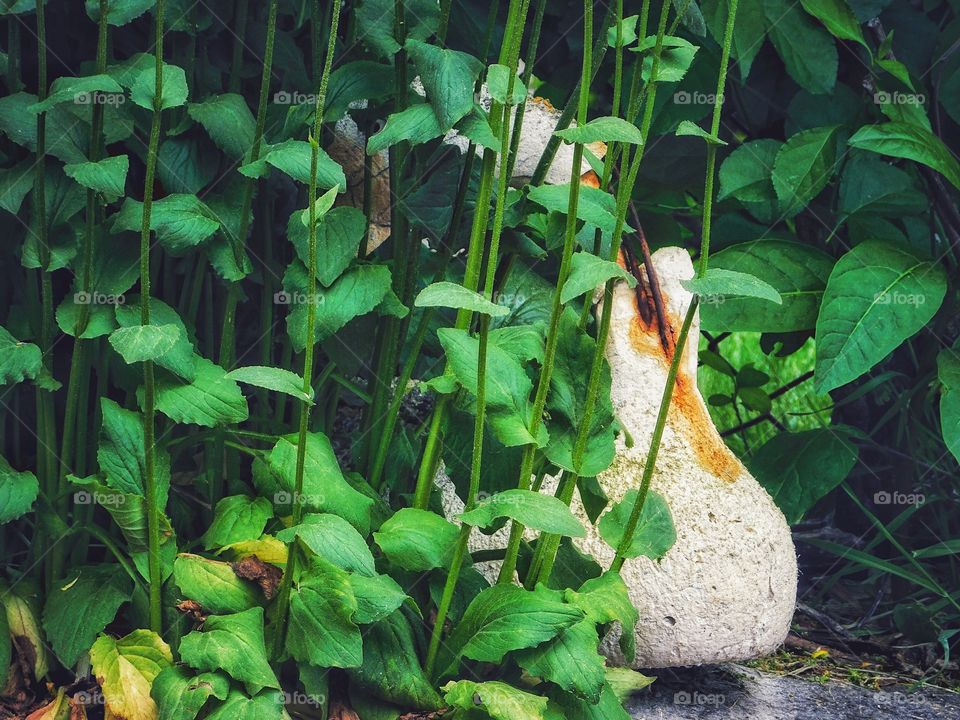 Concrete Swan