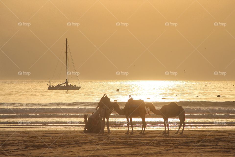 Camels by the ocean 