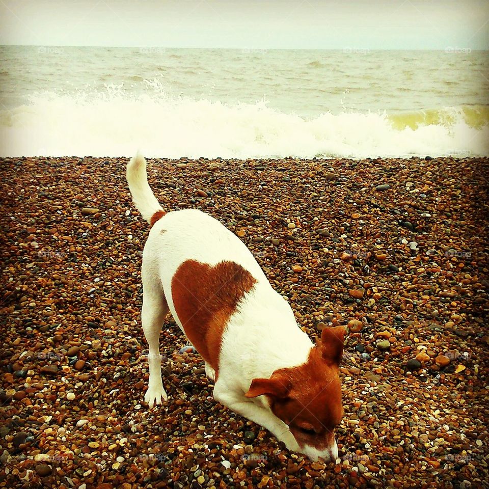 digging up the beach. scrumpyjack digging for 🐠