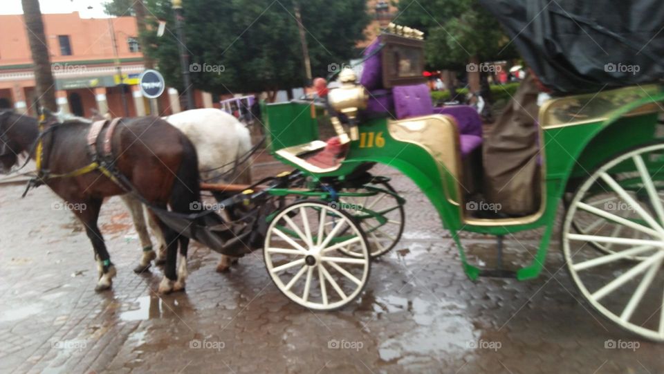  A cart and horses stand in a wide yard.