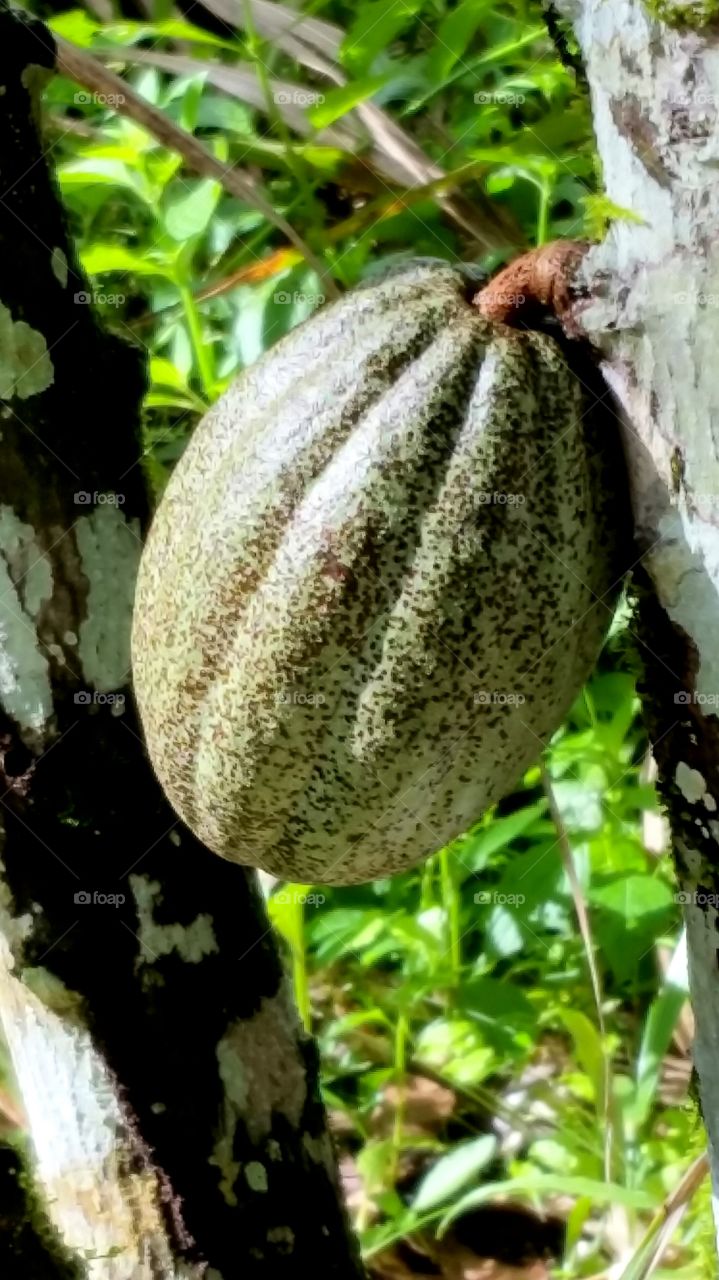 cacao on tree (cocoa)
