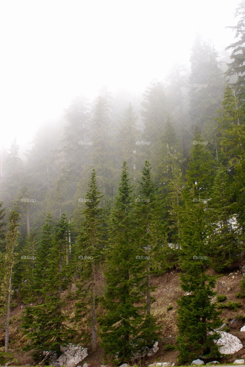 Foggy forest