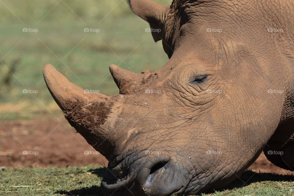 Sleeping giant in the wild, eyes closed, long horn, brown face with a green short grass background 