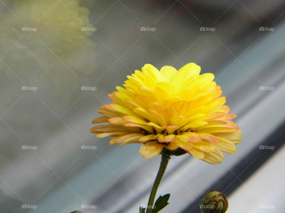 yellow flower