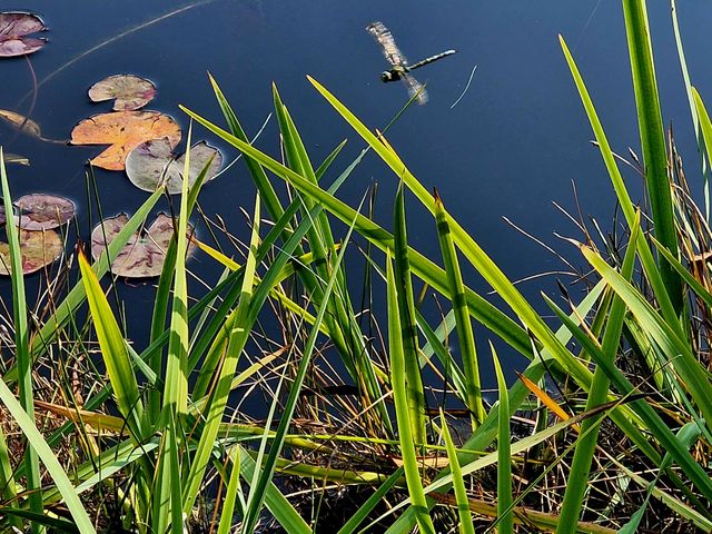 Dragonfly at the pond