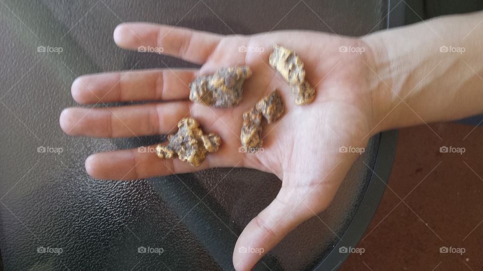 Gold Nuggets in hard working hands