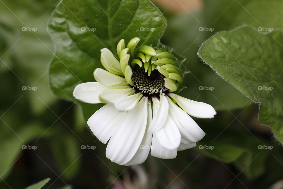Blooming white daisy gerbera