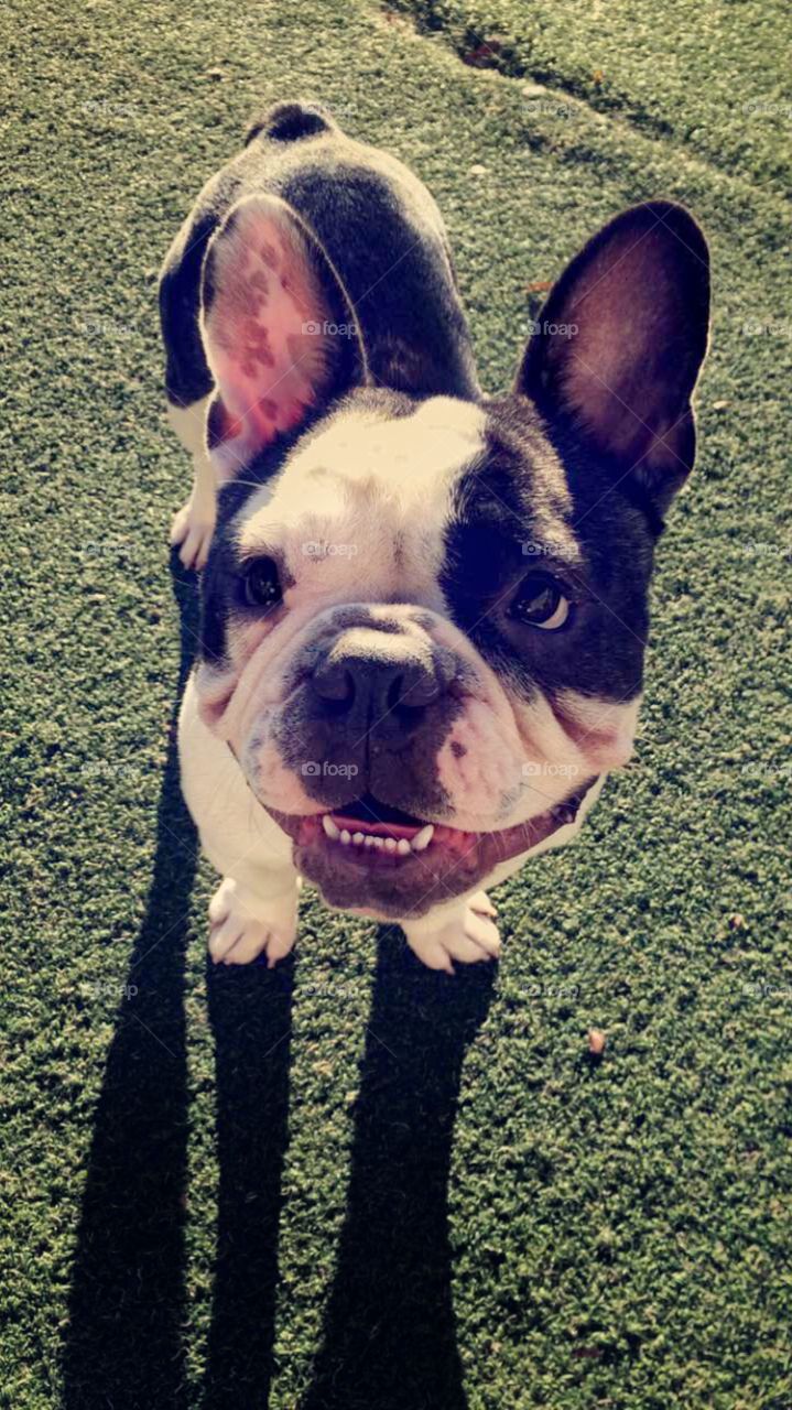 My favorite Frenchie!