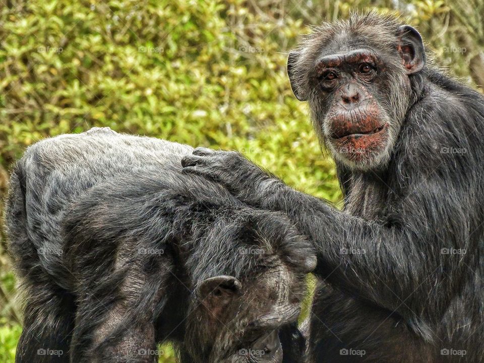 Chimpanzees Grooming 