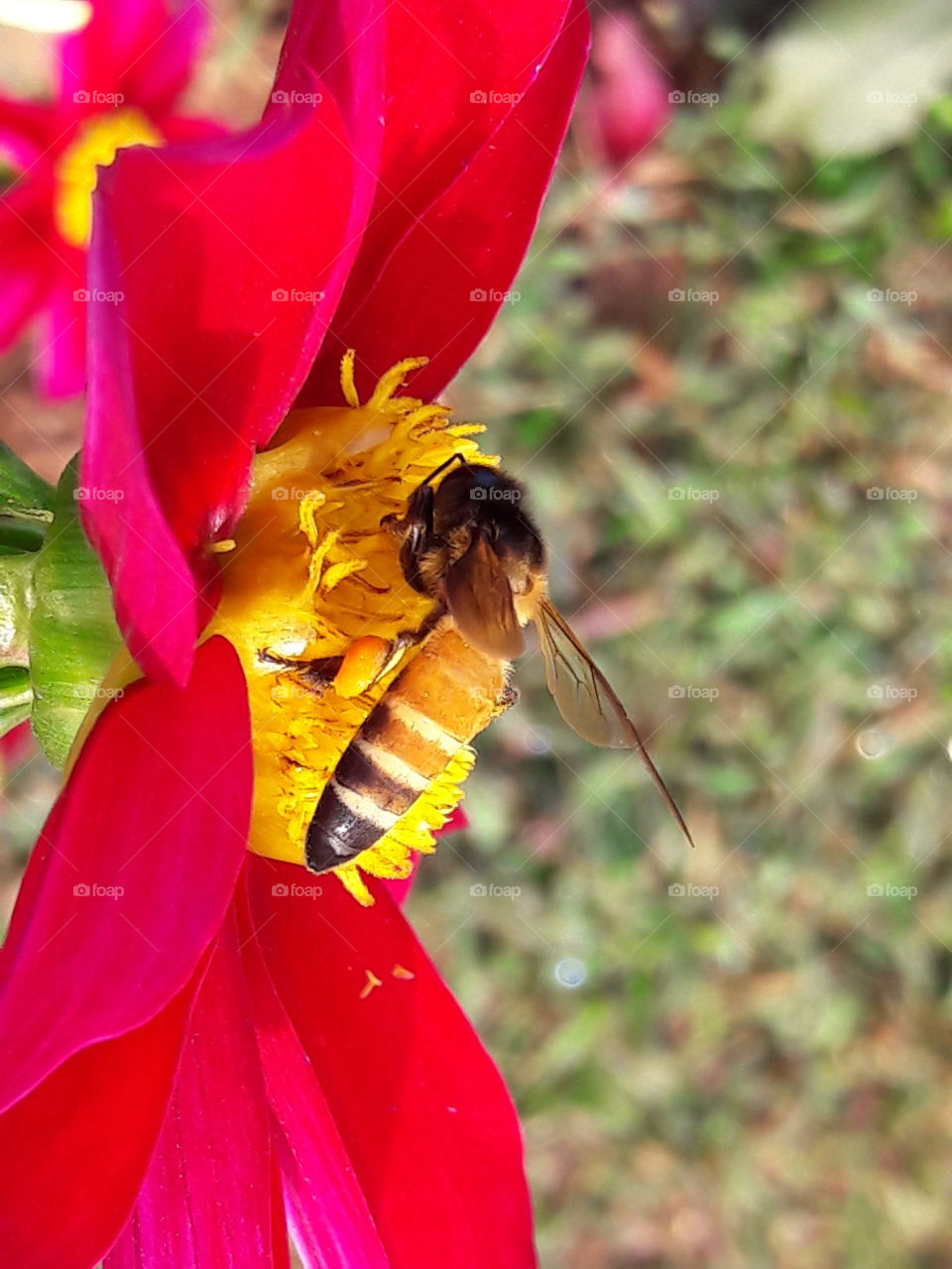 Honey Bee Collect Honey From Flowers