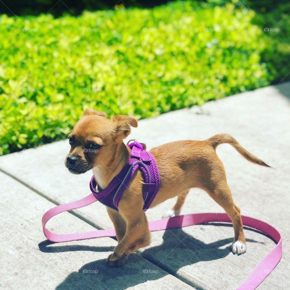 Cute special puppy with purple harness chihuahua