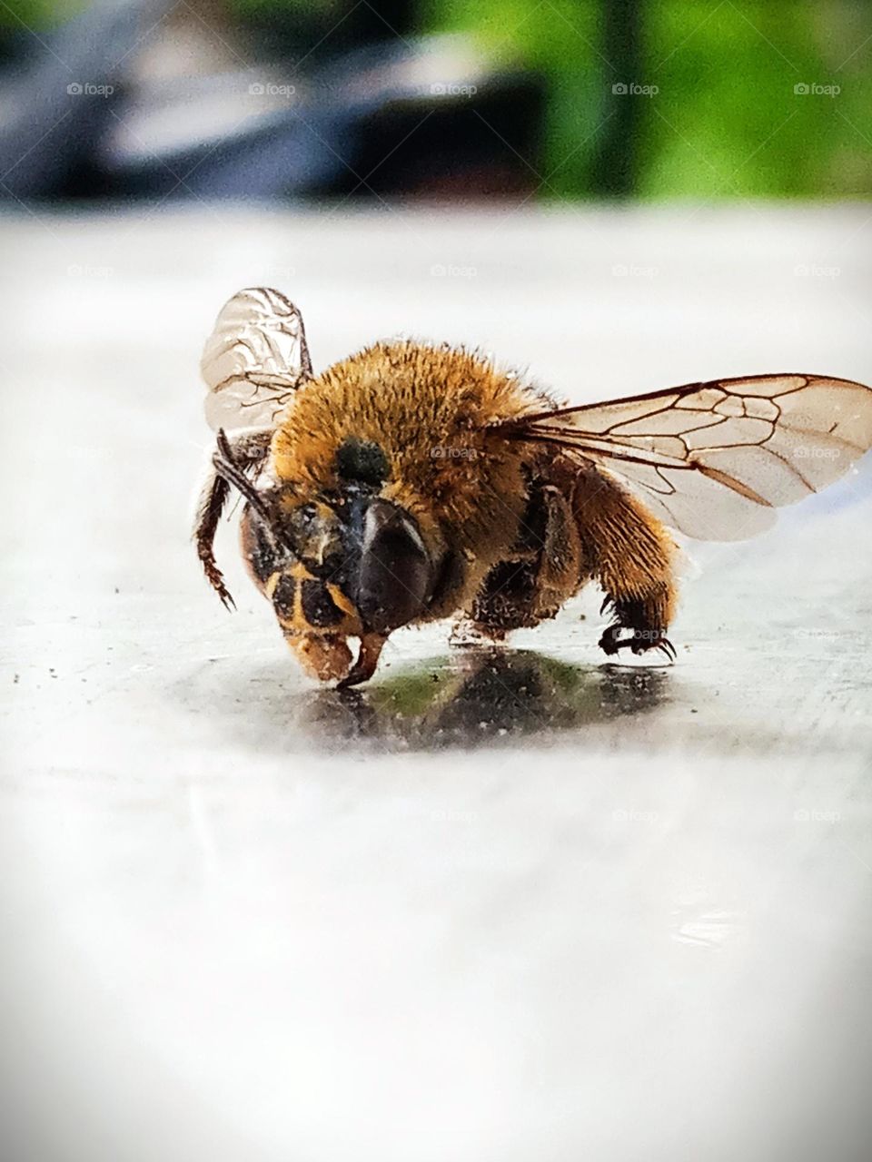 macro shot of a fly on the table