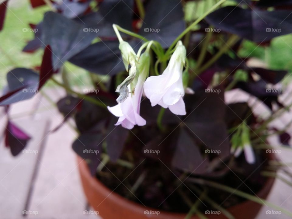 Purple Shamrock Flowers