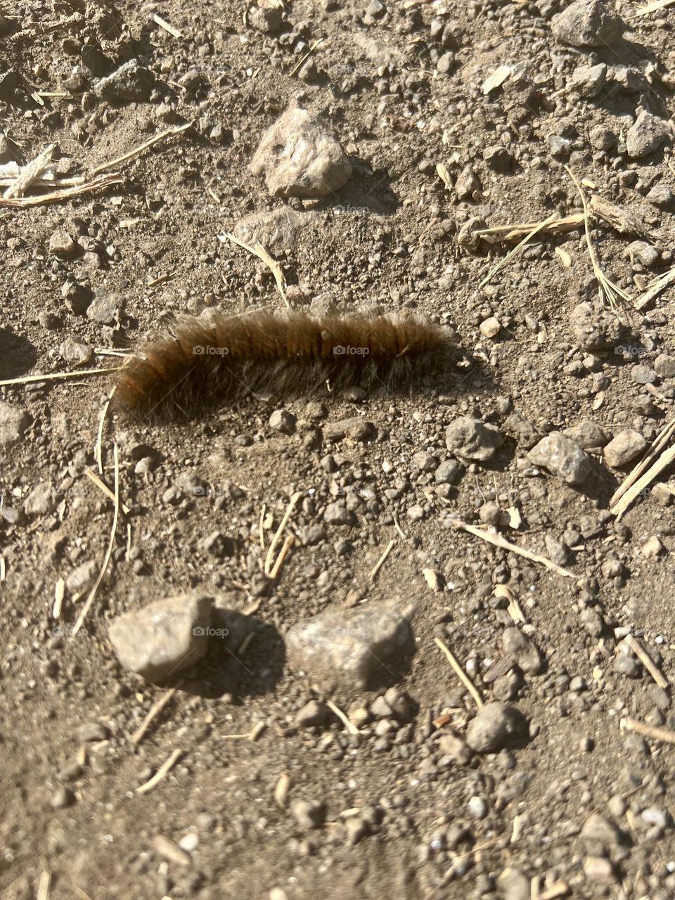 Caterpillar on the moon