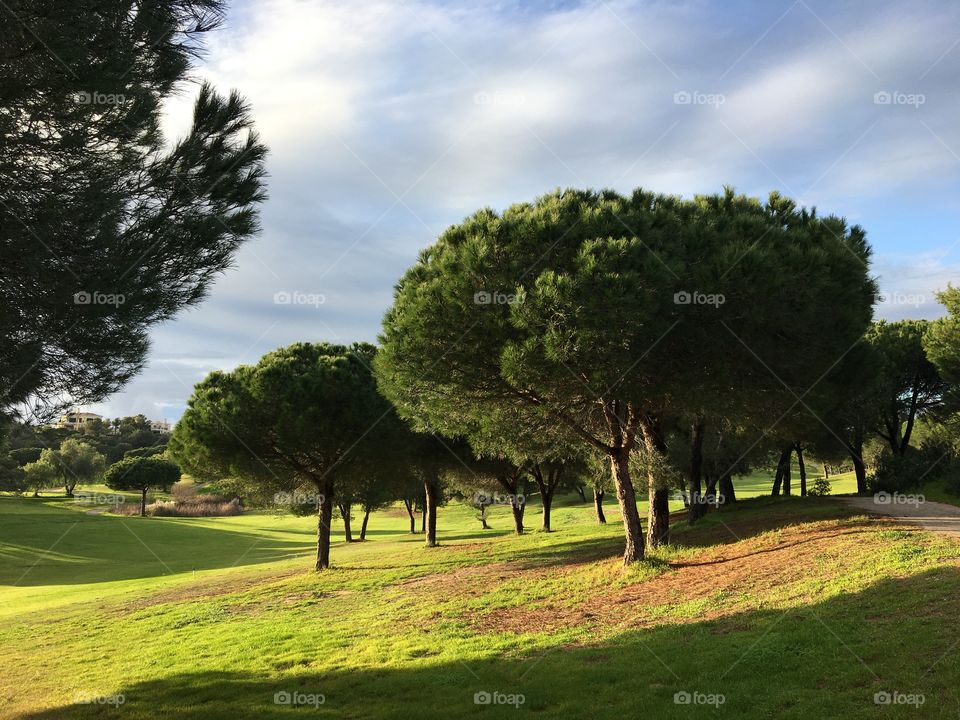 Golden hour under pines